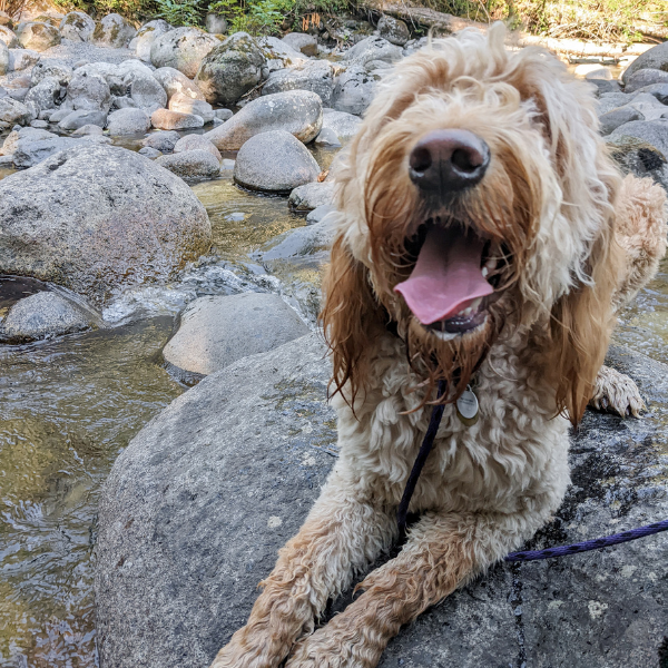 a goldendoodle is laying on a rock in a creek bed with its mouth open